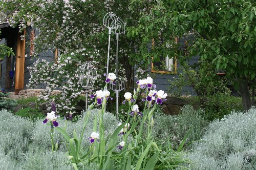 Picture of flowers in gardent